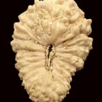 21 Mukhi Rudraksha - 13.46 mm - Java