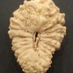 21 Mukhi Rudraksha