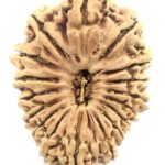 Collector 17 Mukhi Rudraksha - Nepal