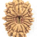 18 Mukhi Rudraksha - Nepal