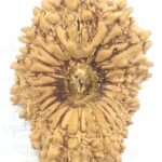 20 Mukhi Rudraksha - Nepal - Collector Size