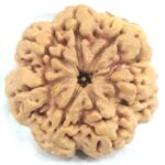 Collector 7 Mukhi Rudraksha Nepal