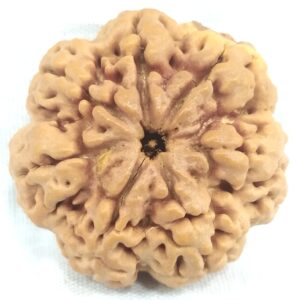 Collector 7 Mukhi Rudraksha Nepal