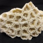 Sarvottam Dwarka Ananta Narasimha Shilla