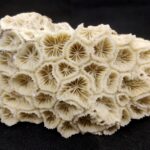 Sarvottam Matsya Dwarka Ananta Shilla