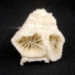 Sarvottam Adwaitya Laxmi Narayan Dwarka Shilla