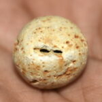 Vasudeva Shaligram