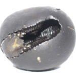 Vamsha Gopala Krishna Shaligram