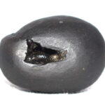 Rukmani Krishna Shaligram