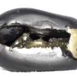 Sanatana Krishna Shaligram