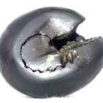 Hayagriva Shaligram