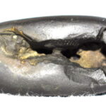 Yoga Narsimha Shaligram