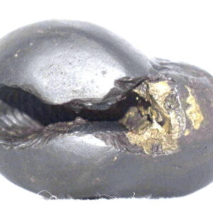 Kurma Shaligram