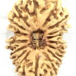 Collector 17 Mukhi Rudraksha - Nepal