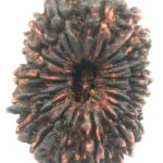 Rare Collector Size 18 Mukhi Rudraksha - Nepal
