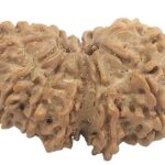 14 Mukhi Gauri Shankar Rudraksha - Nepal - 28.42 mm