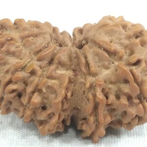 Collector 14 Mukhi Gauri Shankar Rudraksha