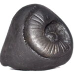 Madhusudhan Shaligram