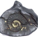 Shesha Shaligram
