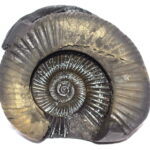 Adwaitya Golden Surya Sudarshan Kamal Laxmi Dhanvantari Shaligram