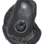 Ganesha Shaligram