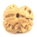 Collector 2 Mukhi Rudraksha - Nepal