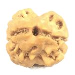 2 Mukhi Rudraksha - Collector Size -18.22 mm - Nepal