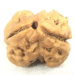 Collector 2 Mukhi Rudraksha - Nepal