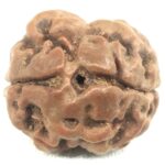 Collector 2 Mukhi Rudraksha - Nepal