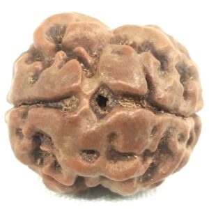 Collector 2 Mukhi Rudraksha - Nepal
