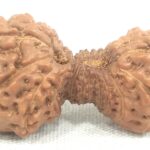 Collector 22 Mukhi Gauri Shankar Rudraksha