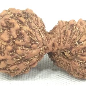 Rare 25 Mukhi Gauri Shankar Rudraksha