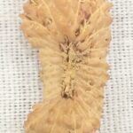 Collector 26 Mukhi Rudraksha