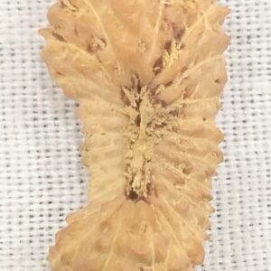 Collector 26 Mukhi Rudraksha