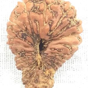 Collector 24 Mukhi Rudraksha