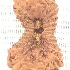 Collector 24 Mukhi Rudraksha