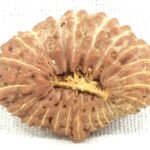 Collector 25 Mukhi Rudraksha
