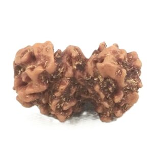 Trijuti Rudraksha - 6 Mukhi - 12.76 mm - Java