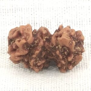 Trijuti Rudraksha