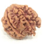 Collector 7 Mukhi Ganesha Rudraksha Nepal