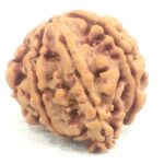 Collector 7 Mukhi Ganesha Rudraksha Nepal