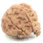 Collector 7 Mukhi Ganesha Rudraksha Nepal