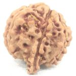 Collector 7 Mukhi Ganesha Rudraksha Nepal