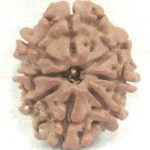 Rare 8 Mukhi Rudraksha With 8 Complete Seeds - Nepal