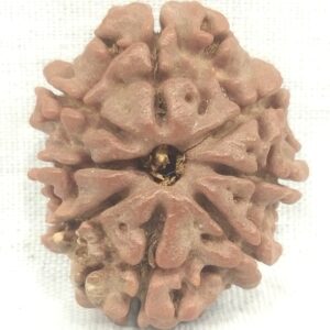 Rare 8 Mukhi Rudraksha With 8 Complete Seeds - Nepal
