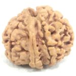 Collector 7 Mukhi Ganesha Rudraksha Nepal
