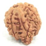 Collector 7 Mukhi Ganesha Rudraksha Nepal