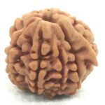 Collector 7 Mukhi Ganesha Rudraksha Nepal