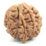 Collector 7 Mukhi Ganesha Rudraksha Nepal