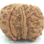 Collector 7 Mukhi Ganesha Rudraksha Nepal